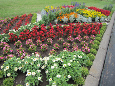 花壇コンクール　一般花壇の部