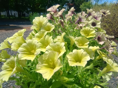 花のフォトコンテスト 入賞作品