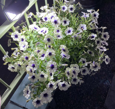 花のフォトコンテスト 入賞作品